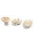 little wonder coral sampler pack 3 pieces